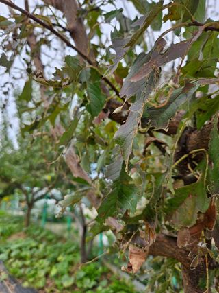 j.y.park님의 자두 · 병해충상담 작성글 사진