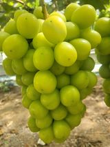 팜모닝 자유주제·자유게시판 게시글 이미지