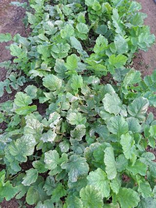 귀산촌님의 배추 · 병해충상담 작성글 사진