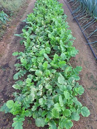 귀산촌님의 배추 · 병해충상담 작성글 사진