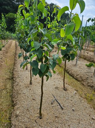 일심묘목농원님의 자유주제 · 자유게시판 작성글 사진