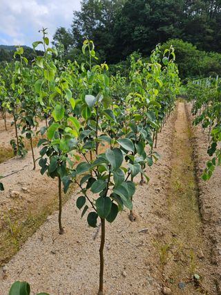 일심묘목농원님의 자유주제 · 자유게시판 작성글 사진