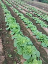 팜모닝 더운 가을, 농사 괜찮으신가요?·참여글 게시글 이미지