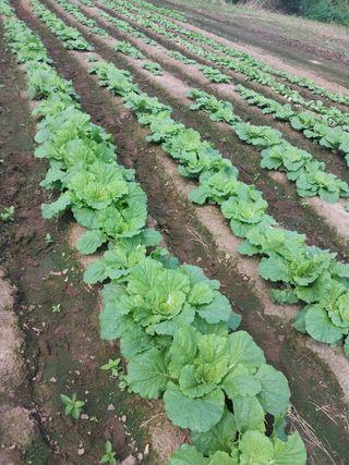 왕초보농부되기~~님의 더운 가을, 농사 괜찮으신가요? · 참여글 작성글 사진