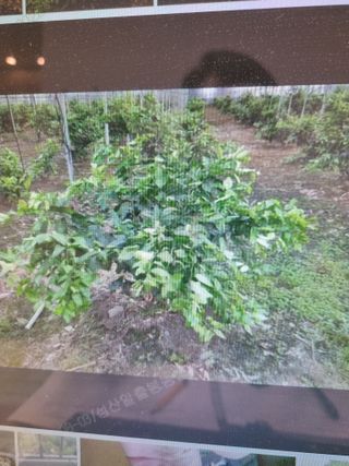 박동수님의 자유주제 · 자유게시판 작성글 사진