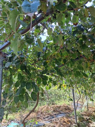 알 수 없음님의 기타작물 · 영농일지 작성글 사진