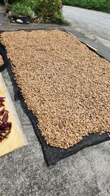 팜모닝 기타작물·영농일지 게시글 이미지