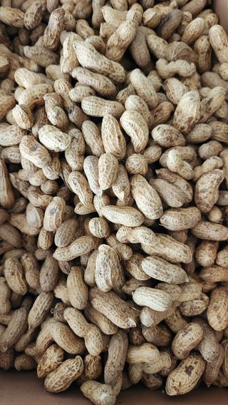 치악산골농부님의 기타작물 · 영농일지 작성글 사진