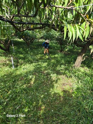 박현주님의 복숭아 · 영농일지 작성글 사진