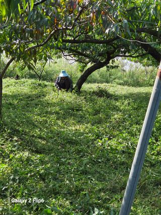 박현주님의 복숭아 · 영농일지 작성글 사진