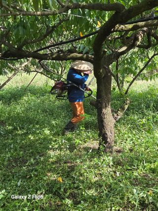 박현주님의 복숭아 · 영농일지 작성글 사진