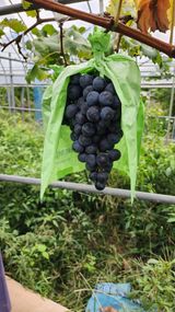 팜모닝 · 게시글 이미지