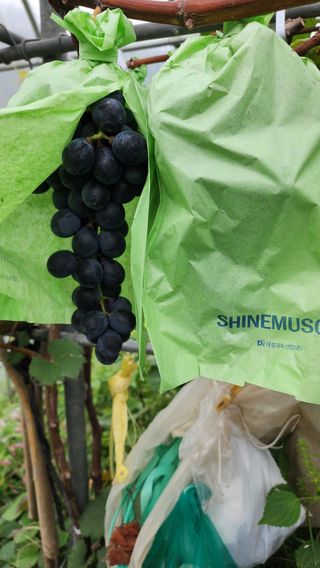 운악산돌밭포도님의 작성글 사진