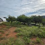 팜모닝 감·영농일지 게시글 이미지