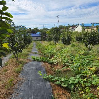 해균님의 감 · 영농일지 작성글 사진