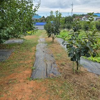 해균님의 감 · 영농일지 작성글 사진