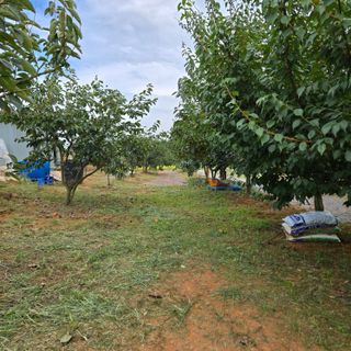 해균님의 감 · 영농일지 작성글 사진