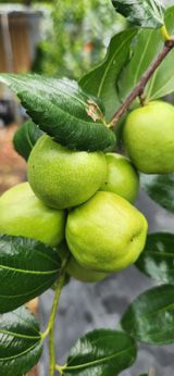 팜모닝 자유주제·자유게시판 게시글 이미지