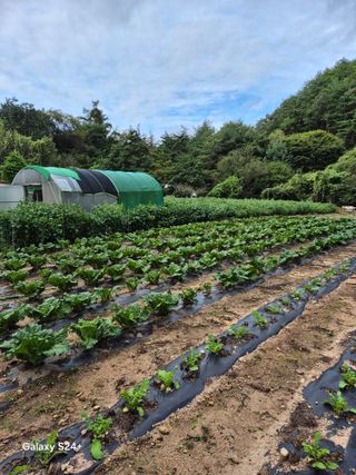 감자23899님의 배추 · 병해충상담 작성글 사진