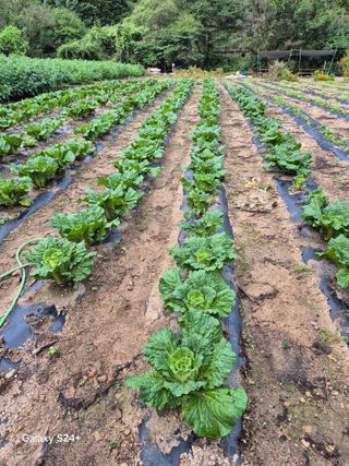 감자23899님의 배추 · 병해충상담 작성글 사진