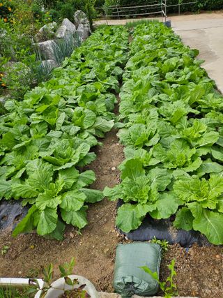 충남공주이도은님의 자유주제 · 자유게시판 작성글 사진