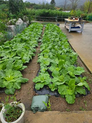 충남공주이도은님의 자유주제 · 자유게시판 작성글 사진