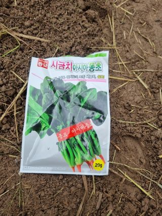 영자님의 시금치 · 영농일지 작성글 사진