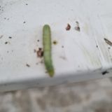 팜모닝 상추·병해충상담 게시글 이미지