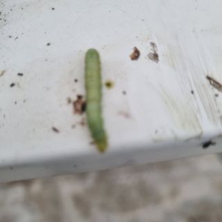 채영숙 님의 상추 · 병해충상담 작성글 사진