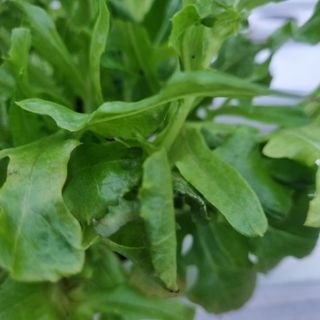 채영숙 님의 상추 · 병해충상담 작성글 사진