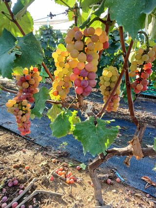 상훈경영체등록5년차님의 자유주제 · 자유게시판 작성글 사진