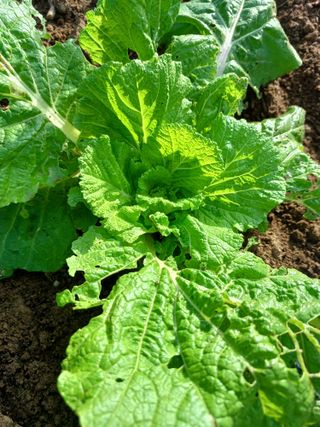 상훈경영체등록5년차님의 자유주제 · 자유게시판 작성글 사진