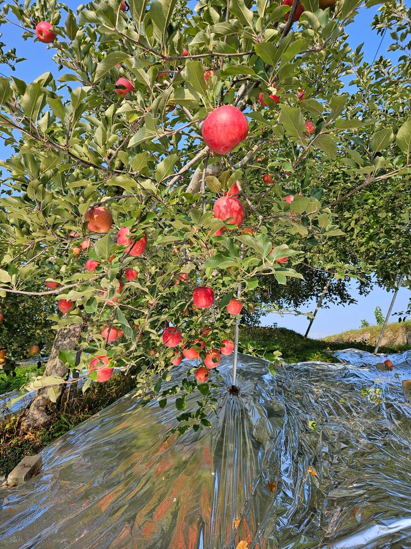 또바기사과(이훈희)님의 장터 판매 상품 [거창 또바기사과 4.5kg] 첨부 사진