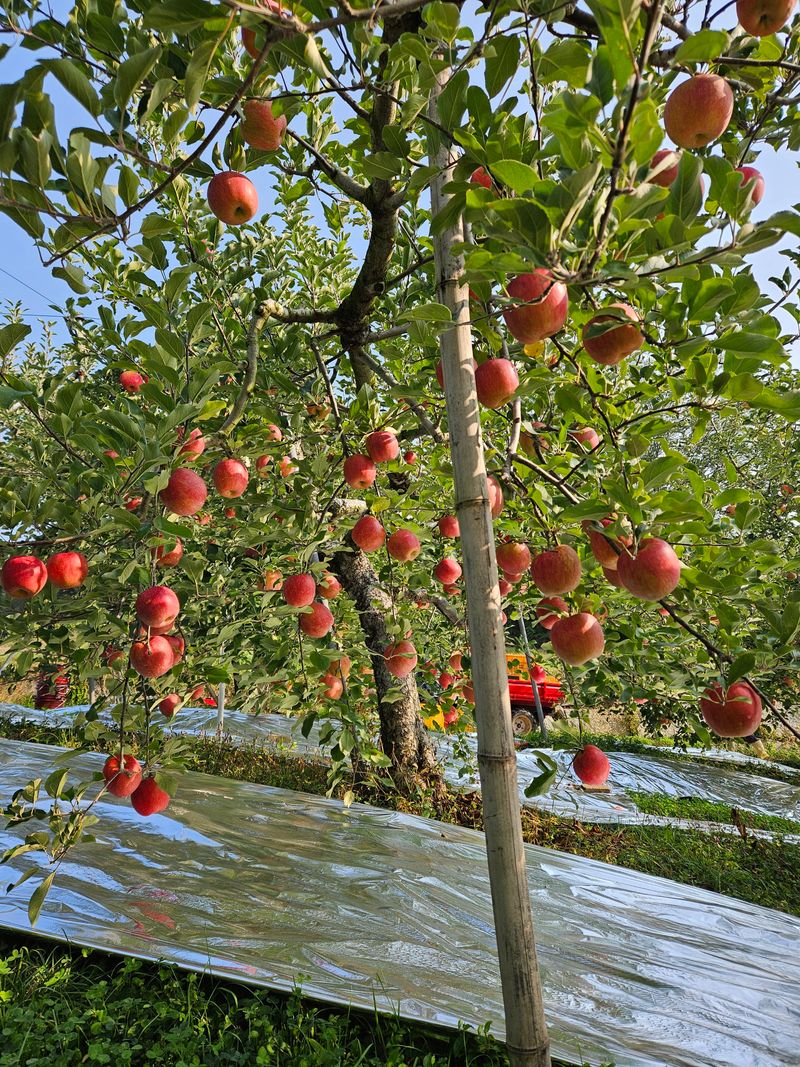 또바기사과(이훈희)님의 장터 판매 상품 [거창 또바기사과 4.5kg] 첨부 사진