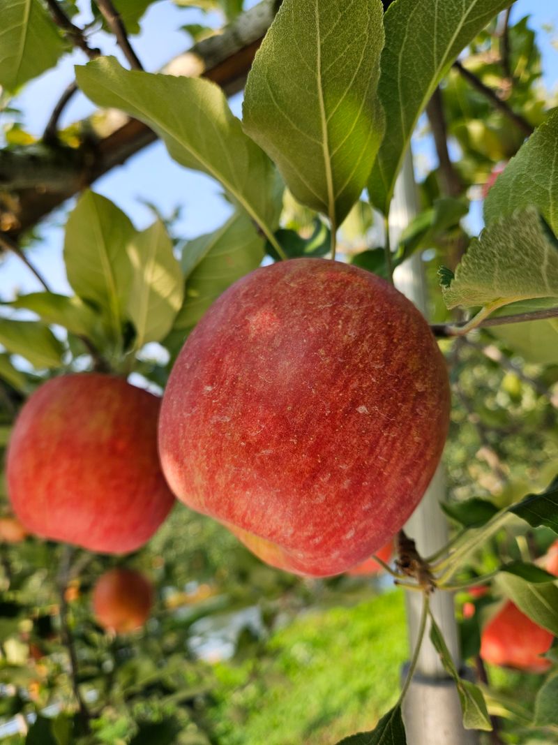 또바기사과(이훈희)님의 장터 판매 상품 [거창 또바기사과 4.5kg] 첨부 사진