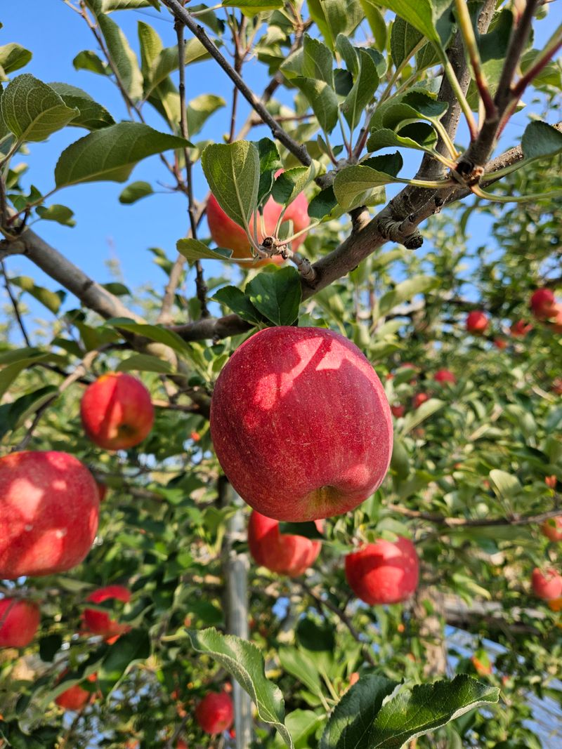 장터 상품 [거창 또바기사과 4.5kg] 썸네일
