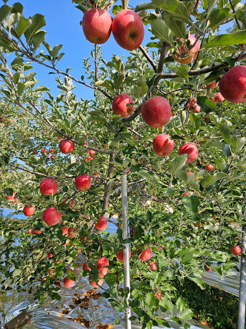 또바기사과(이훈희)님의 장터 판매 상품 [거창 또바기사과 4.5kg] 첨부 사진