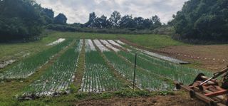 신승철님의 파 · 영농일지 작성글 사진