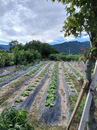 하필남님의 자유주제 · 자유게시판 작성글 사진