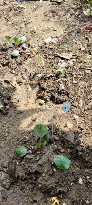 지재광님의 팜모닝 · 출석 작성글 사진