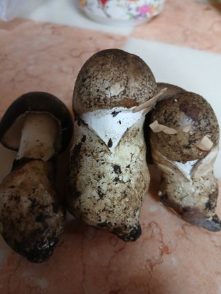 둥이 맘님의 자유주제 · 자유게시판 작성글 사진