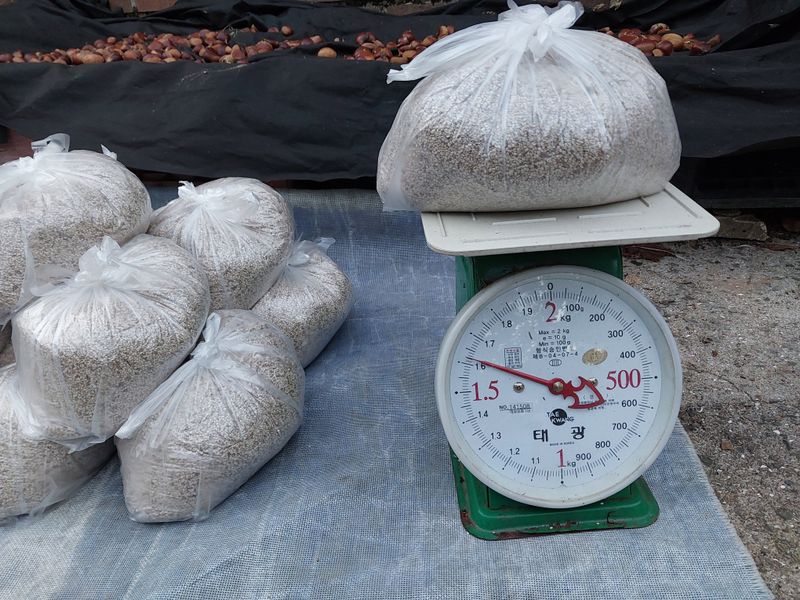 허니블루님의 장터 판매 상품 [국산참깨  1.6kg] 첨부 사진