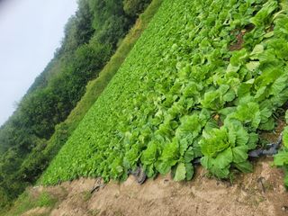 제원님의 배추 · 영농일지 작성글 사진