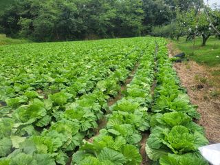 제원님의 배추 · 영농일지 작성글 사진