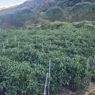 김선순(공룡자색마)님의 고추 · 영농일지 작성글 사진