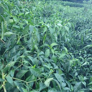 김선순(공룡자색마)님의 고추 · 영농일지 작성글 사진