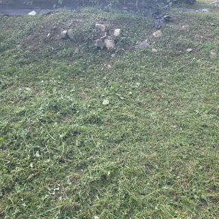 김선순(공룡자색마)님의 고추 · 영농일지 작성글 사진