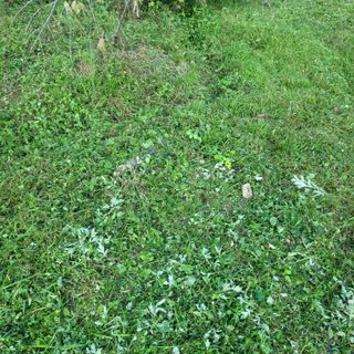 김선순(공룡자색마)님의 고추 · 영농일지 작성글 사진