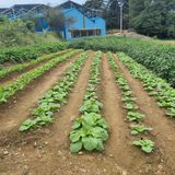 팜모닝 배추·영농일지 게시글 이미지