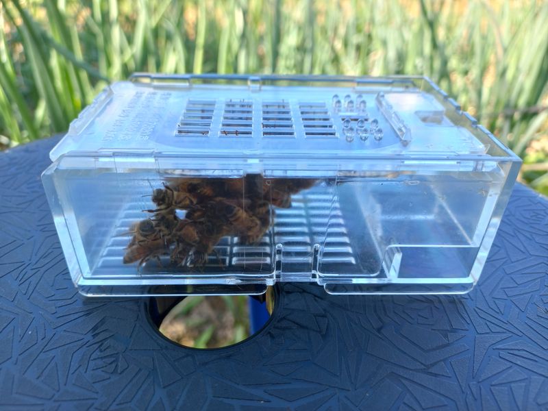 한학수님의 장터 판매 상품 [봉침용꿀벌] 첨부 사진